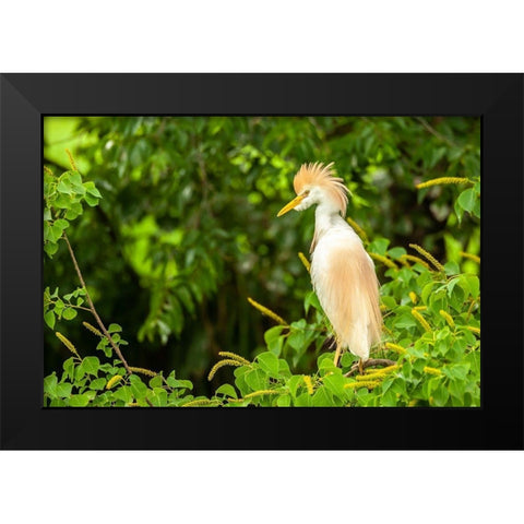 Louisiana-Jefferson Island Cattle egret in breeding plumage Black Modern Wood Framed Art Print by Jaynes Gallery