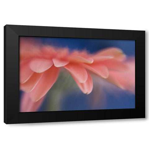 Maine, Harpswell Abstract of pink gerbera flower Black Modern Wood Framed Art Print with Double Matting by Clemons, Kathleen