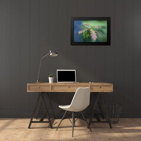 Maine, Harpswell Oak leaves in early autumn Black Modern Wood Framed Art Print by Clemons, Kathleen