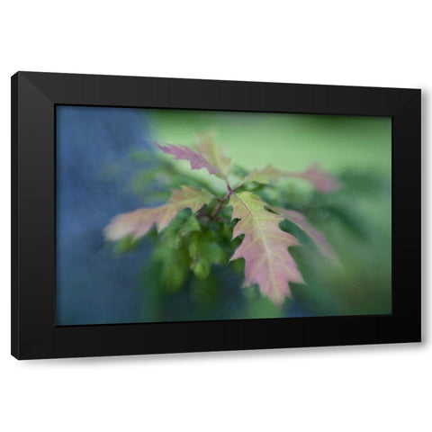 Maine, Harpswell Oak leaves in early autumn Black Modern Wood Framed Art Print by Clemons, Kathleen