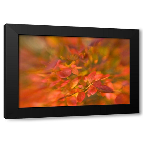 ME, Harpswell Impressionistic autumn foliage Black Modern Wood Framed Art Print by Clemons, Kathleen