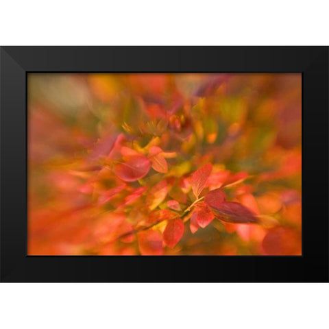 ME, Harpswell Impressionistic autumn foliage Black Modern Wood Framed Art Print by Clemons, Kathleen