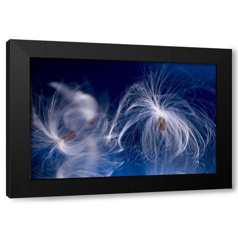 Maine, Harpswell Milkweed seeds on a mirror Black Modern Wood Framed Art Print by Clemons, Kathleen