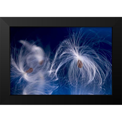 Maine, Harpswell Milkweed seeds on a mirror Black Modern Wood Framed Art Print by Clemons, Kathleen