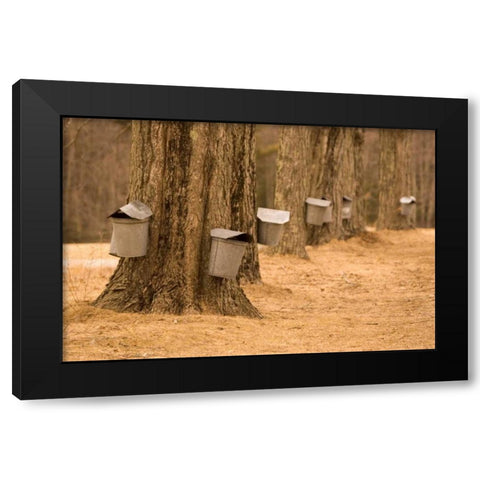 Maine, Harpswell Tapping maple trees Black Modern Wood Framed Art Print by Clemons, Kathleen