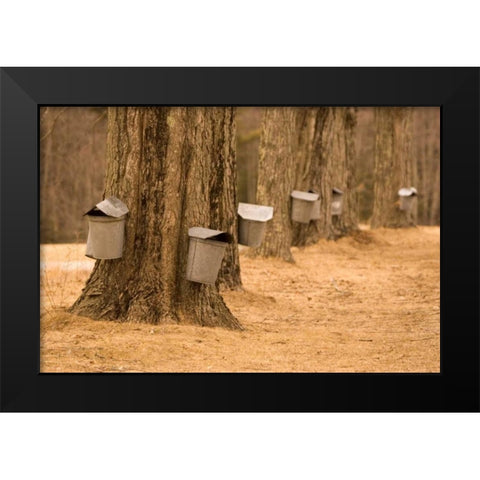 Maine, Harpswell Tapping maple trees Black Modern Wood Framed Art Print by Clemons, Kathleen