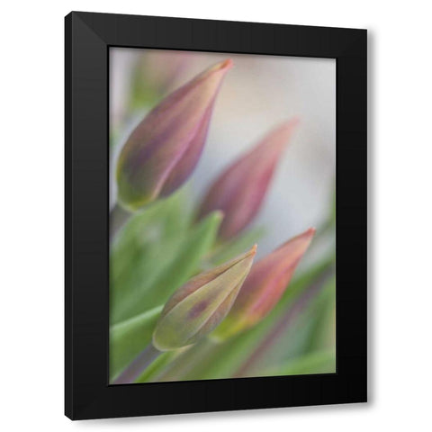 ME, Harpswell Tulip buds in a flower garden Black Modern Wood Framed Art Print with Double Matting by Clemons, Kathleen