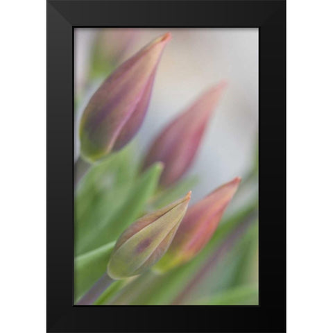 ME, Harpswell Tulip buds in a flower garden Black Modern Wood Framed Art Print by Clemons, Kathleen