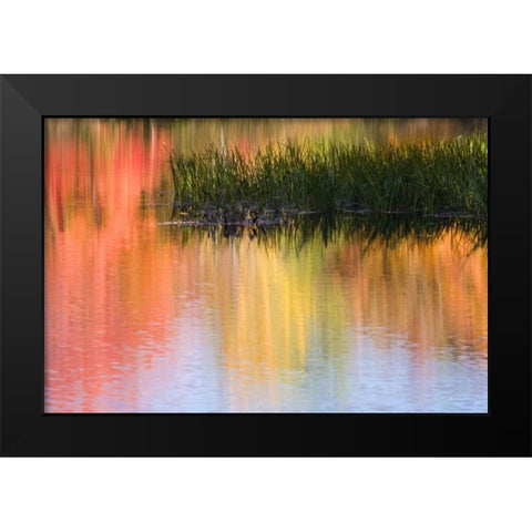 ME, South Paris Grasses growing in water in fall Black Modern Wood Framed Art Print by Kaveney, Wendy