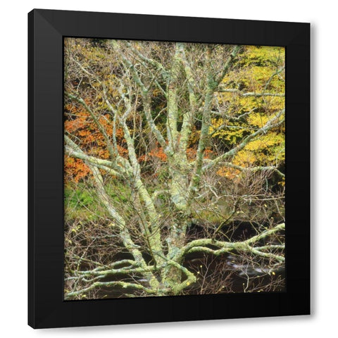 Maine, Acadia NP Lichen-covered tree by a stream Black Modern Wood Framed Art Print by Talbot Frank, Christopher