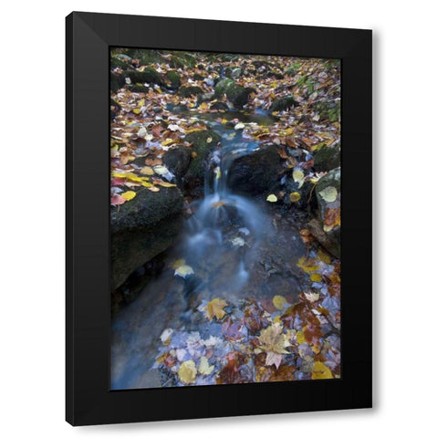 USA, Maine, Acadia NP Fallen leaves on stream Black Modern Wood Framed Art Print by Rotenberg, Nancy