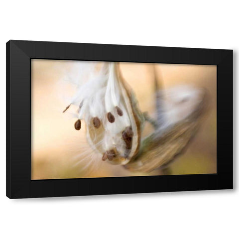 Maine, Harpswell Milkweed seeds in autumn Black Modern Wood Framed Art Print with Double Matting by Clemons, Kathleen