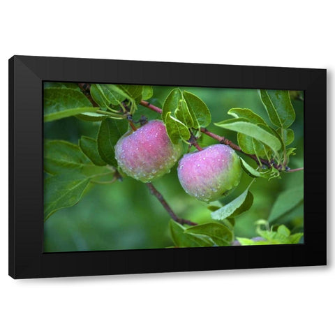 Maine, Harpswell Dew-covered apples on tree Black Modern Wood Framed Art Print with Double Matting by Clemons, Kathleen