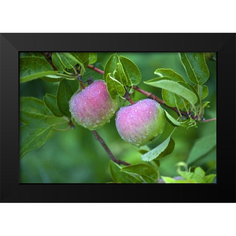 Maine, Harpswell Dew-covered apples on tree Black Modern Wood Framed Art Print by Clemons, Kathleen