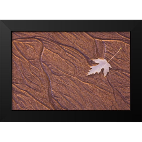 Maine, Phippsburg Leaf on Popham Beach, sunrise Black Modern Wood Framed Art Print by Clemons, Kathleen