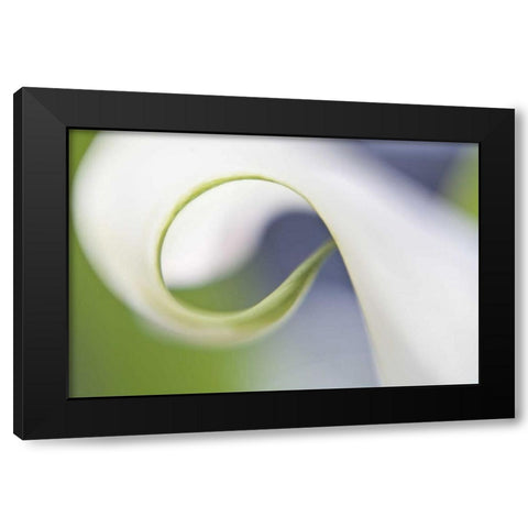 Maine, Harpswell Curled calla lily petal Black Modern Wood Framed Art Print by Clemons, Kathleen