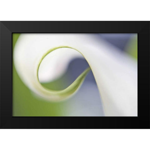 Maine, Harpswell Curled calla lily petal Black Modern Wood Framed Art Print by Clemons, Kathleen