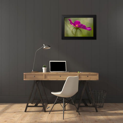 Maine, Harpswell Pink cosmos flower Black Modern Wood Framed Art Print by Clemons, Kathleen