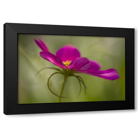 Maine, Harpswell Pink cosmos flower Black Modern Wood Framed Art Print with Double Matting by Clemons, Kathleen