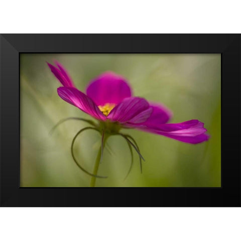 Maine, Harpswell Pink cosmos flower Black Modern Wood Framed Art Print by Clemons, Kathleen