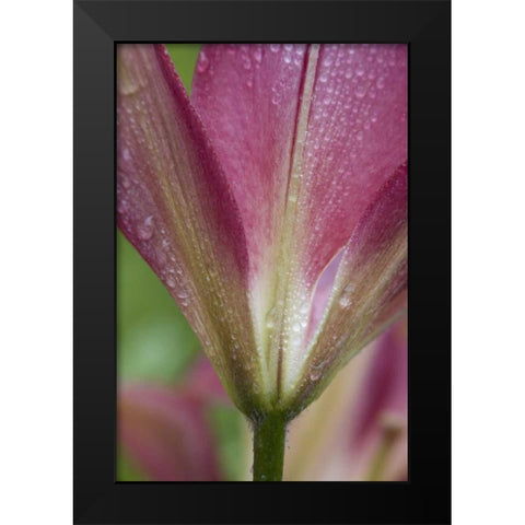 Maine, Harpswell Pink lily covered in dew Black Modern Wood Framed Art Print by Clemons, Kathleen