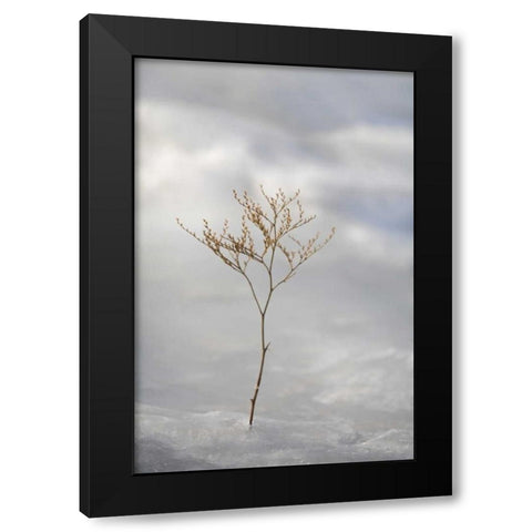 ME, Harpswell Sprig of sea lavender in ice Black Modern Wood Framed Art Print with Double Matting by Clemons, Kathleen