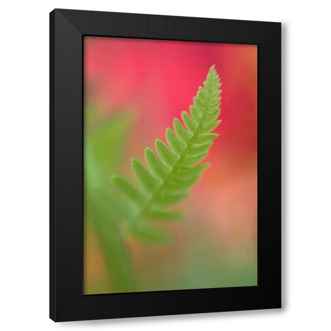 USA, Maine, Harpswell Newly-emerged fern leaf Black Modern Wood Framed Art Print with Double Matting by Clemons, Kathleen