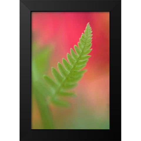 USA, Maine, Harpswell Newly-emerged fern leaf Black Modern Wood Framed Art Print by Clemons, Kathleen