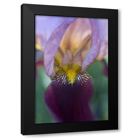 USA, Maine, Harpswell Close-up of iris flower Black Modern Wood Framed Art Print by Clemons, Kathleen