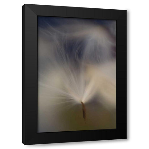 Maine, Harpswell Abstract Milkweed seeds Black Modern Wood Framed Art Print by Clemons, Kathleen