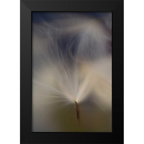 Maine, Harpswell Abstract Milkweed seeds Black Modern Wood Framed Art Print by Clemons, Kathleen