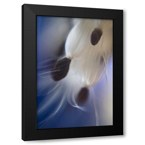 Maine, Harpswell Abstract Milkweed seeds Black Modern Wood Framed Art Print by Clemons, Kathleen