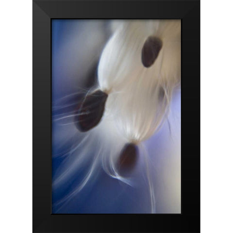 Maine, Harpswell Abstract Milkweed seeds Black Modern Wood Framed Art Print by Clemons, Kathleen