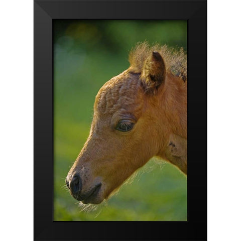 Maine, Bath Miniature horse at sunset Black Modern Wood Framed Art Print by Clemons, Kathleen