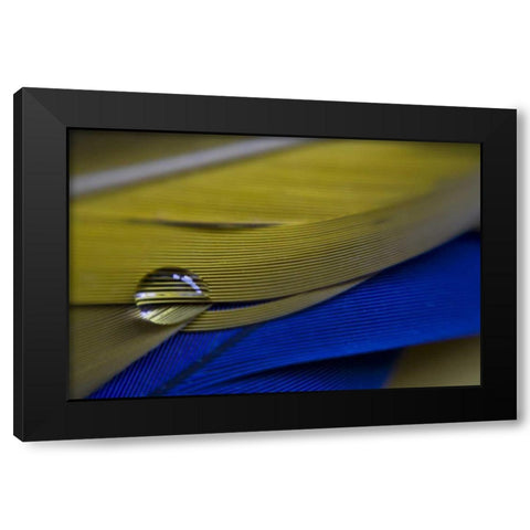 ME, Harpswell Water drop on parrot feathers Black Modern Wood Framed Art Print by Clemons, Kathleen