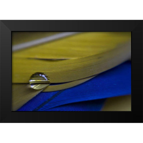 ME, Harpswell Water drop on parrot feathers Black Modern Wood Framed Art Print by Clemons, Kathleen