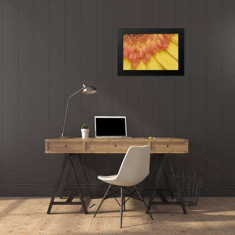 ME, Harpswell Yellow and pink gerbera daisy Black Modern Wood Framed Art Print by Clemons, Kathleen