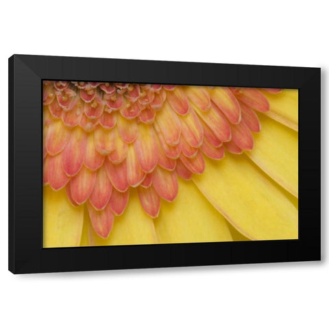 ME, Harpswell Yellow and pink gerbera daisy Black Modern Wood Framed Art Print with Double Matting by Clemons, Kathleen