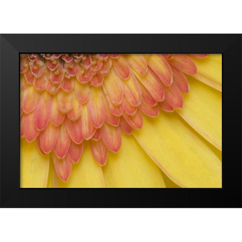 ME, Harpswell Yellow and pink gerbera daisy Black Modern Wood Framed Art Print by Clemons, Kathleen