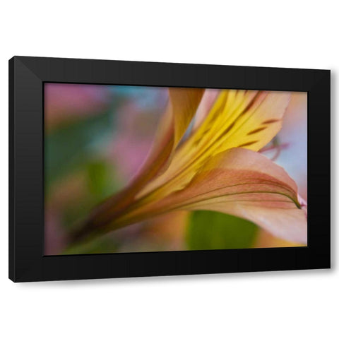 Maine, Harpswell Pink and yellow lily Black Modern Wood Framed Art Print by Clemons, Kathleen