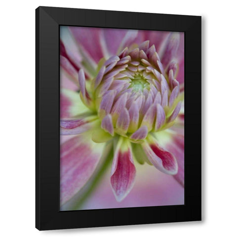 Maine, Harpswell Close-up of pink dahlia flower Black Modern Wood Framed Art Print with Double Matting by Clemons, Kathleen