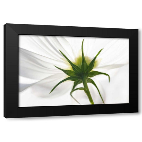 ME, Harpswell Underside of a white cosmos Black Modern Wood Framed Art Print with Double Matting by Clemons, Kathleen