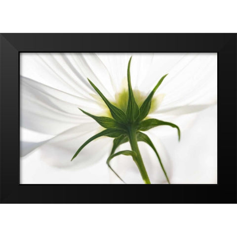 ME, Harpswell Underside of a white cosmos Black Modern Wood Framed Art Print by Clemons, Kathleen