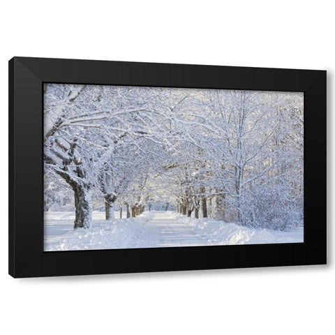 Maine, Harpswell Heavy snowfall on Bear Paw Road Black Modern Wood Framed Art Print by Clemons, Kathleen