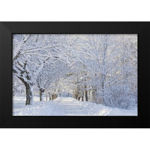 Maine, Harpswell Heavy snowfall on Bear Paw Road Black Modern Wood Framed Art Print by Clemons, Kathleen