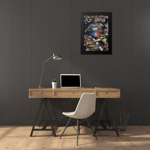 ME, Acadia Whirlpool of fallen leaves in stream Black Modern Wood Framed Art Print by Rotenberg, Nancy