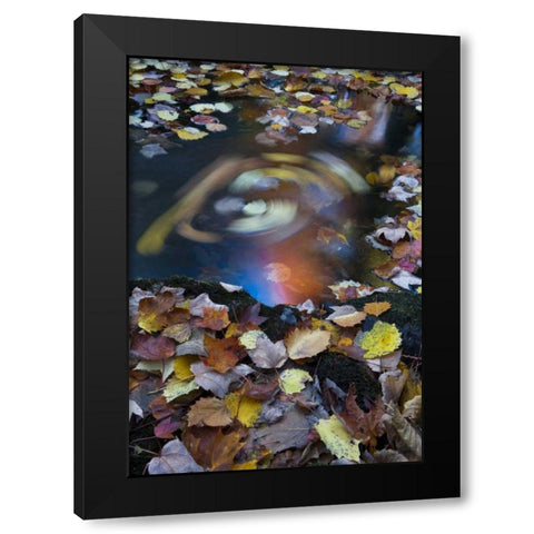 ME, Acadia Whirlpool of fallen leaves in stream Black Modern Wood Framed Art Print with Double Matting by Rotenberg, Nancy