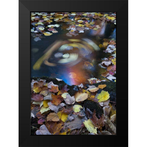 ME, Acadia Whirlpool of fallen leaves in stream Black Modern Wood Framed Art Print by Rotenberg, Nancy
