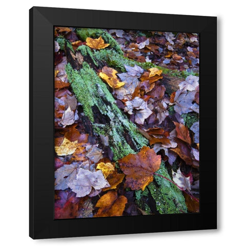 Fallen leaves and lichen log, Acadia NP, Maine Black Modern Wood Framed Art Print by Rotenberg, Nancy
