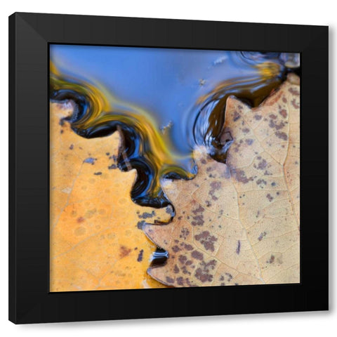 ME, Acadia NP Leaves form pattern on pond water Black Modern Wood Framed Art Print with Double Matting by Rotenberg, Nancy